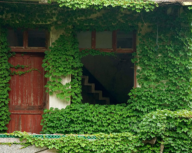vertical-gardens-10 vertical gardens Eyes on the wall: breathtaking vertical gardens vertical gardens 10