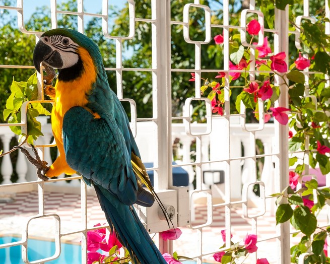 Villa No 174, Pure Rio, but with a touch of Riad