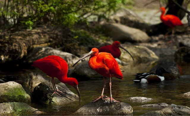 Meet the Ibis Family by BRABBU