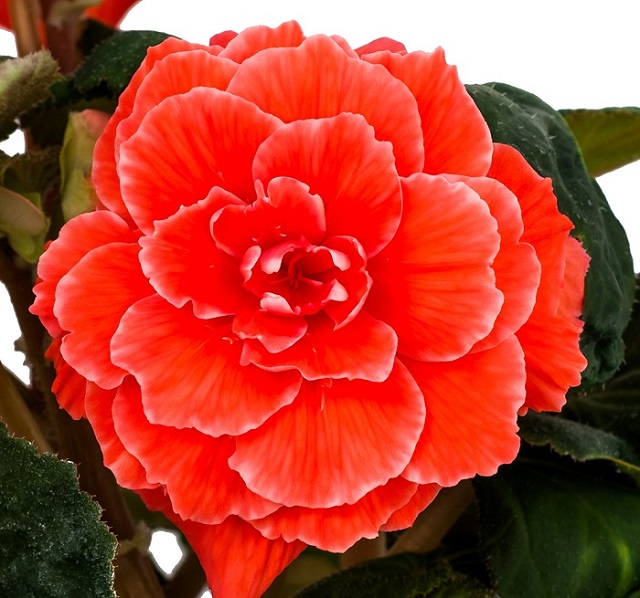 The Inspiration of BEGONIA modern armchair