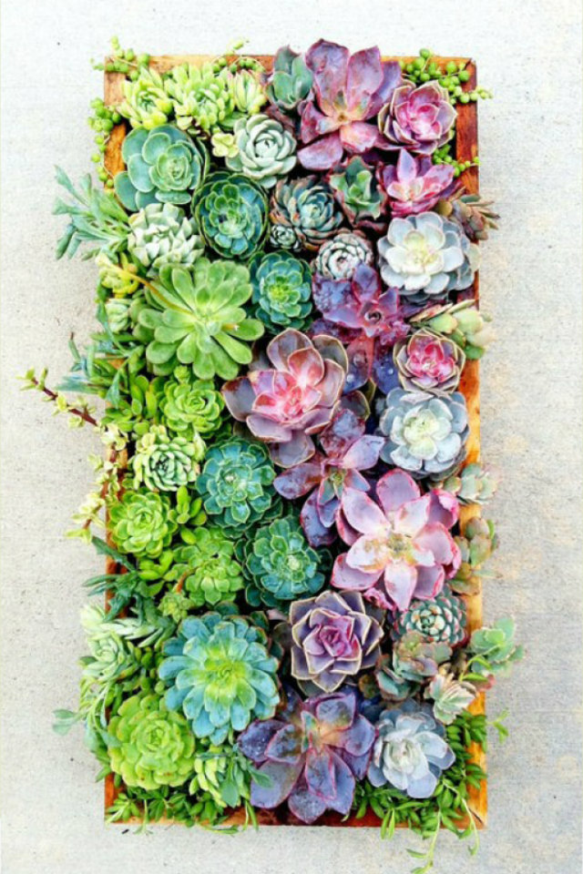 Mood Board: Summer Flower Color Inspiration home decor Mood Board: Summer Flowers Color Inspiration in Your Home Decor Flowers Mood Board Cactus Color