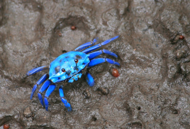 Ocean Deep Blue Mood Board  Deep Ocean Blue Mood Board Inspiration Mood Board Blue Crab