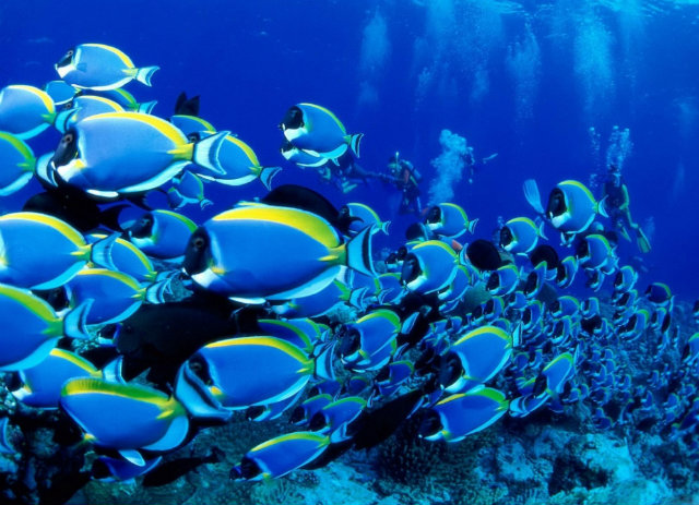 Mood-Board-Blue-Tropical-Fish  Deep Ocean Blue Mood Board Inspiration Mood Board Blue Tropical Fish