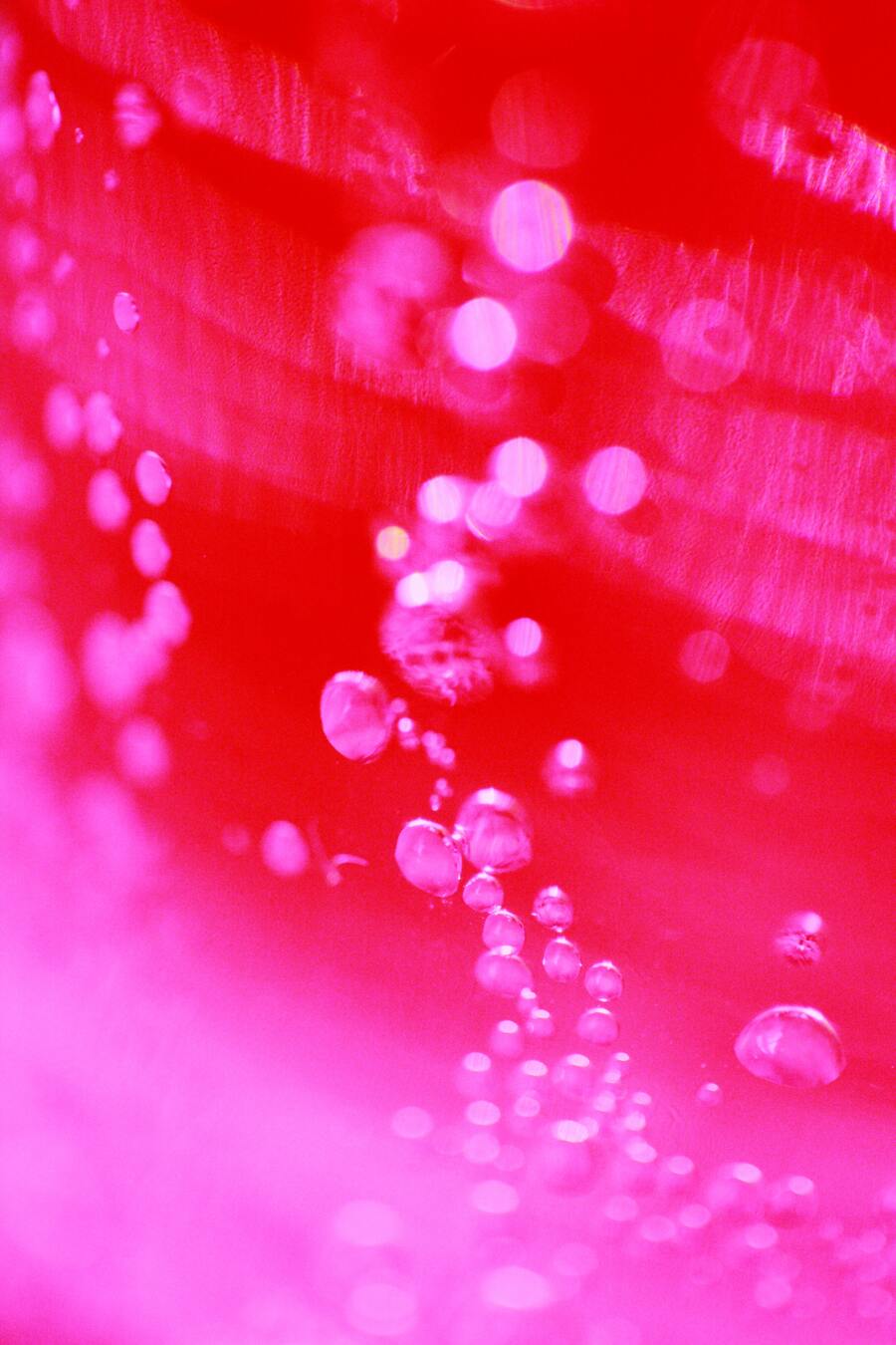 colour of the year pantone colour of the year Pantone Colour of the Year: Be inspired with Viva Magenta pexels alexander grey 6237731