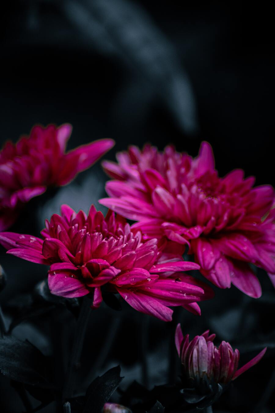 pantone colour of the year Pantone Colour of the Year: Be inspired with Viva Magenta pexels arvind rajeev 5545623 1