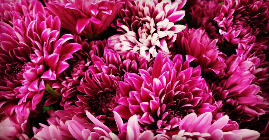 colour of the year pantone colour of the year Pantone Colour of the Year: Be inspired with Viva Magenta pexels sijo varghese 2795605