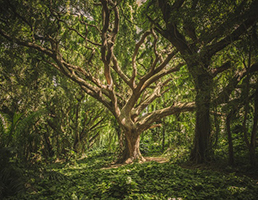 Nature